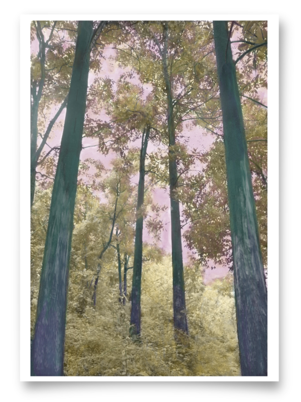 Enchanted Forest